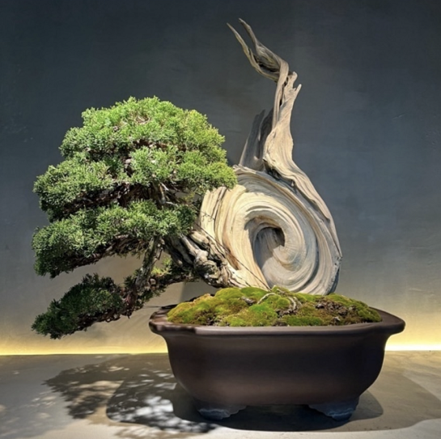 POP UP STORE: TRADMAN'S BONSAI | BARNEYS NEW YORK OFFICIAL SITE