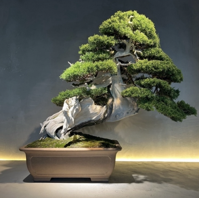 POP UP STORE: TRADMAN'S BONSAI | BARNEYS NEW YORK OFFICIAL SITE