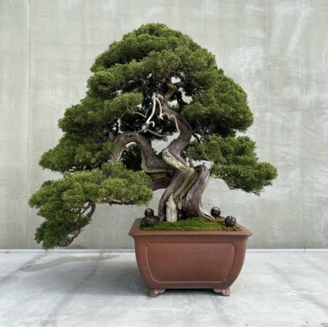 BARNEYS NEW YORK 木製シューツリー